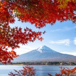 Mount Fuji and autumn Momiji Maple leaves on the shore Lake Kawaguchi Yamanashi