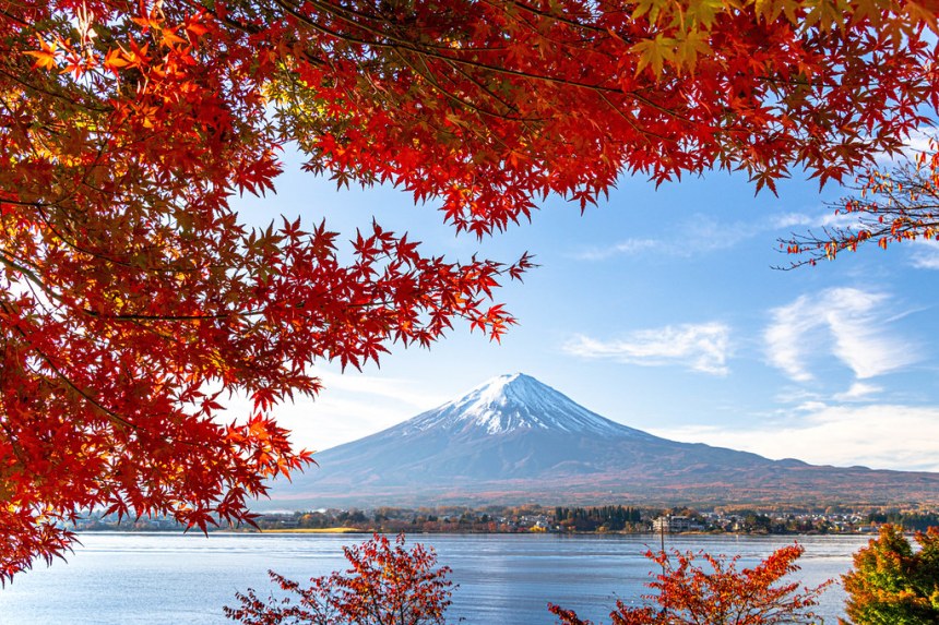 Mount Fuji and autumn Momiji Maple leaves on the shore Lake Kawaguchi Yamanashi