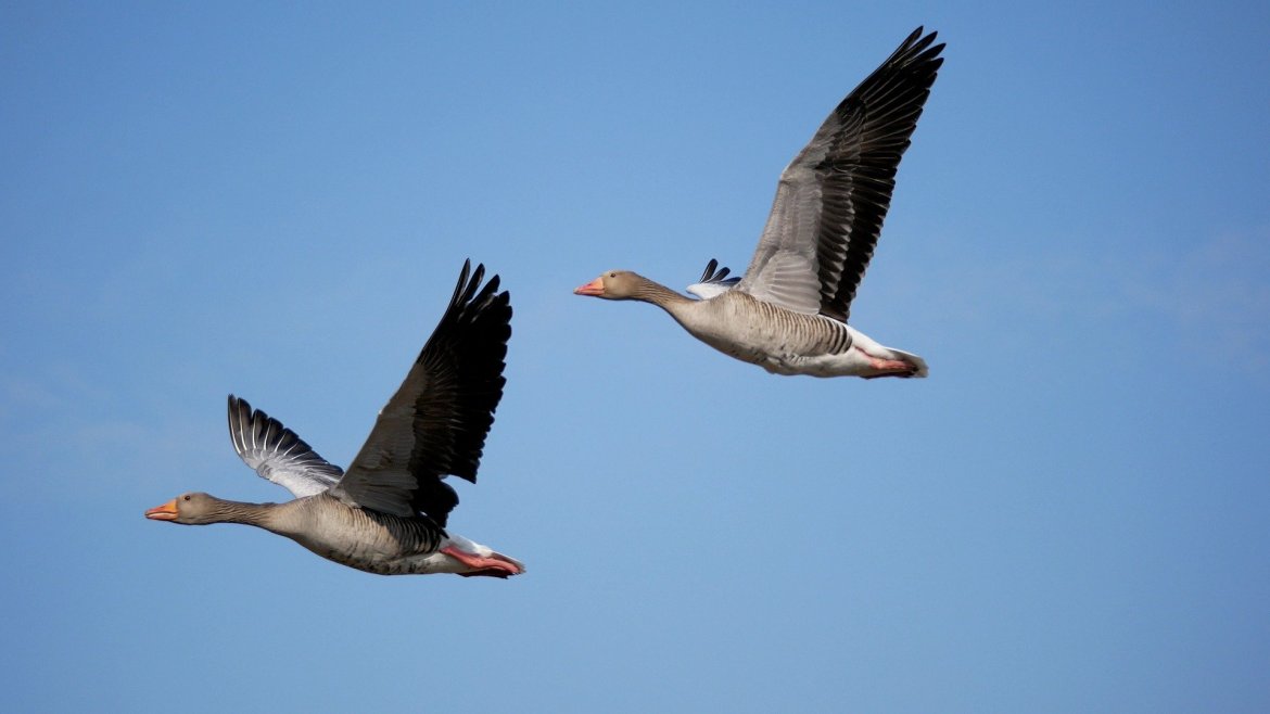 Image of flying migrating greylag geese. 