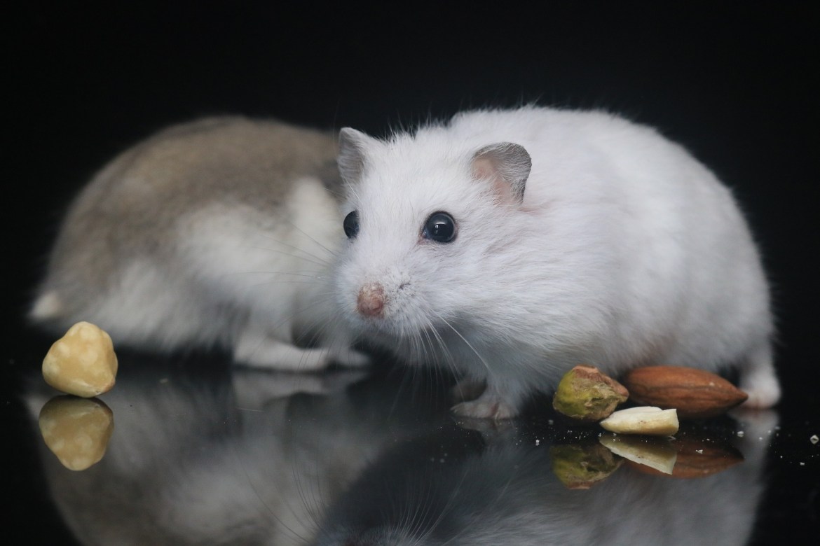 Photograph of two hamsters, the main one being white.