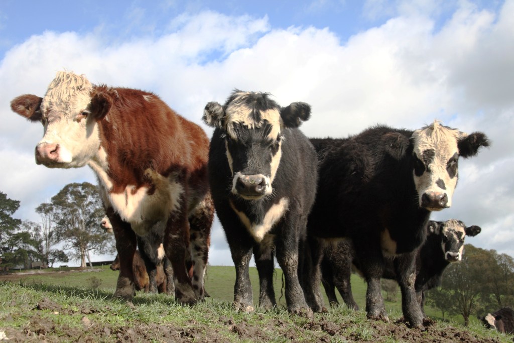 FMD threat to Livestock