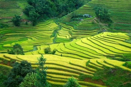 Sapa rice terrace field Vietnam